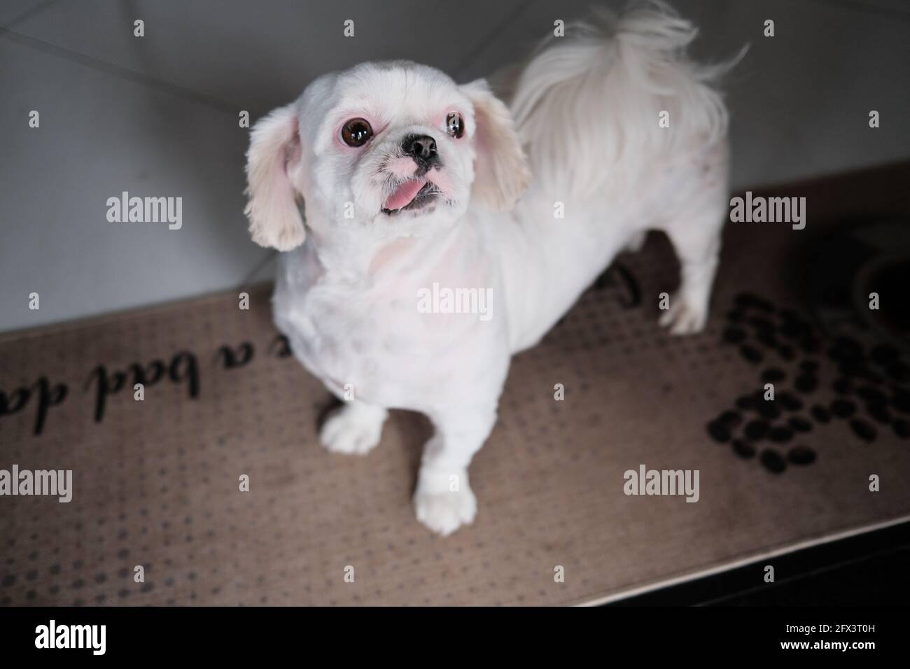 Cute and Playful Shiz Tsu (Dog) Stock Photo