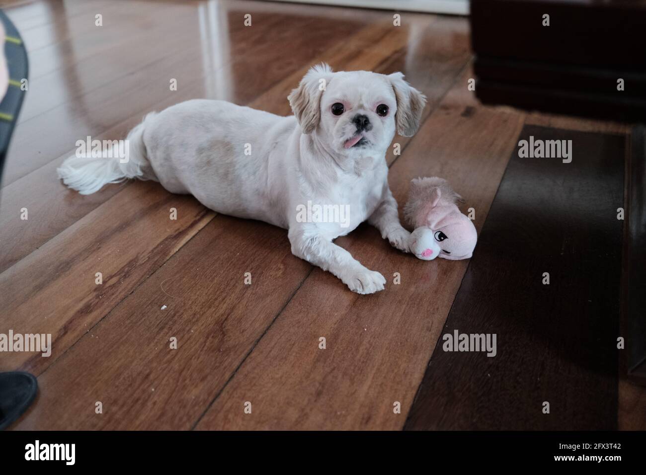 Cute and Playful Shiz Tsu (Dog) Stock Photo
