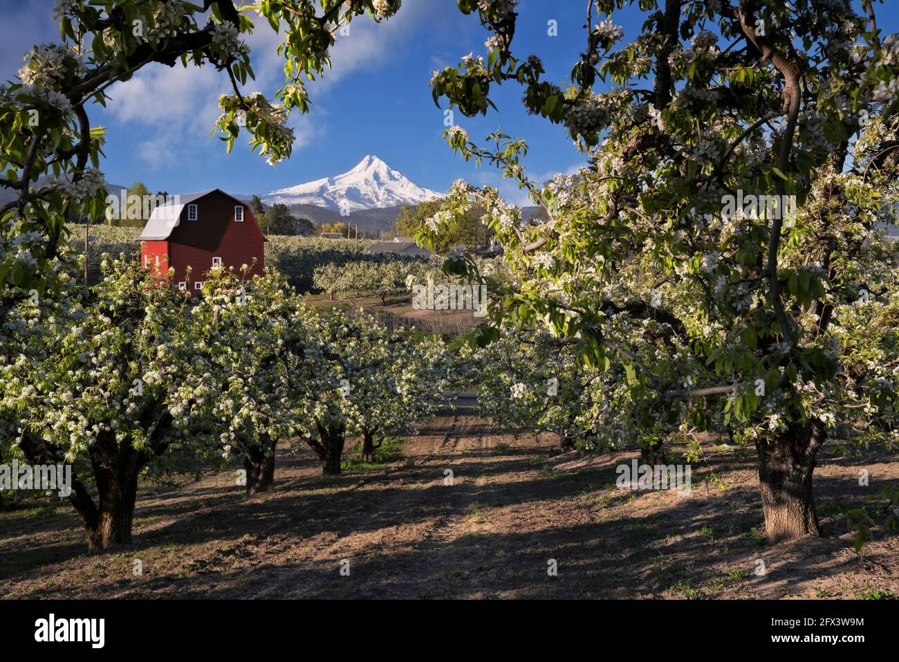 Beautiful spring morning among the blooming pear orchards in the Hood River Valley and this stunning view of Oregon’s tallest peak, Mt Hood. Stock Photo