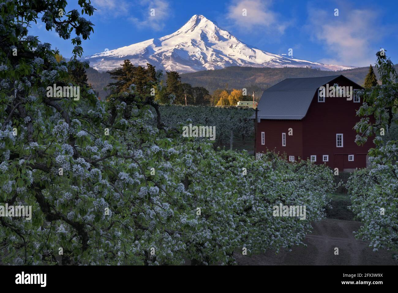 Early morning glow on Oregon’s tallest peak, Mt Hood and the spring bloom of pear orchards in Hood River Valley. Stock Photo