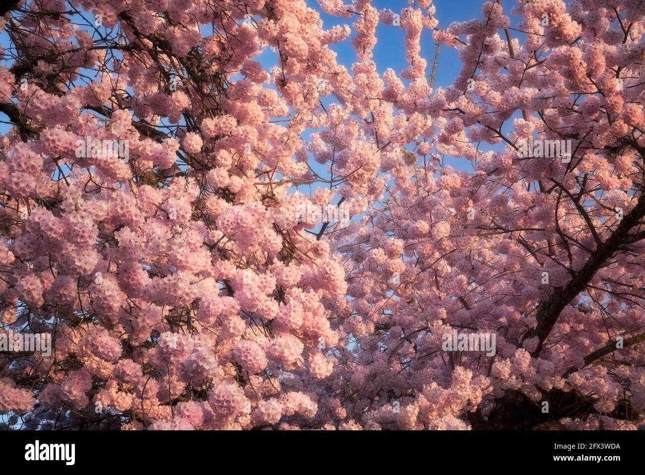 Evening light glow on these spring blooming Japanese cherry trees found among many urban neighborhoods in Oregon’s Multnomah County. Stock Photo