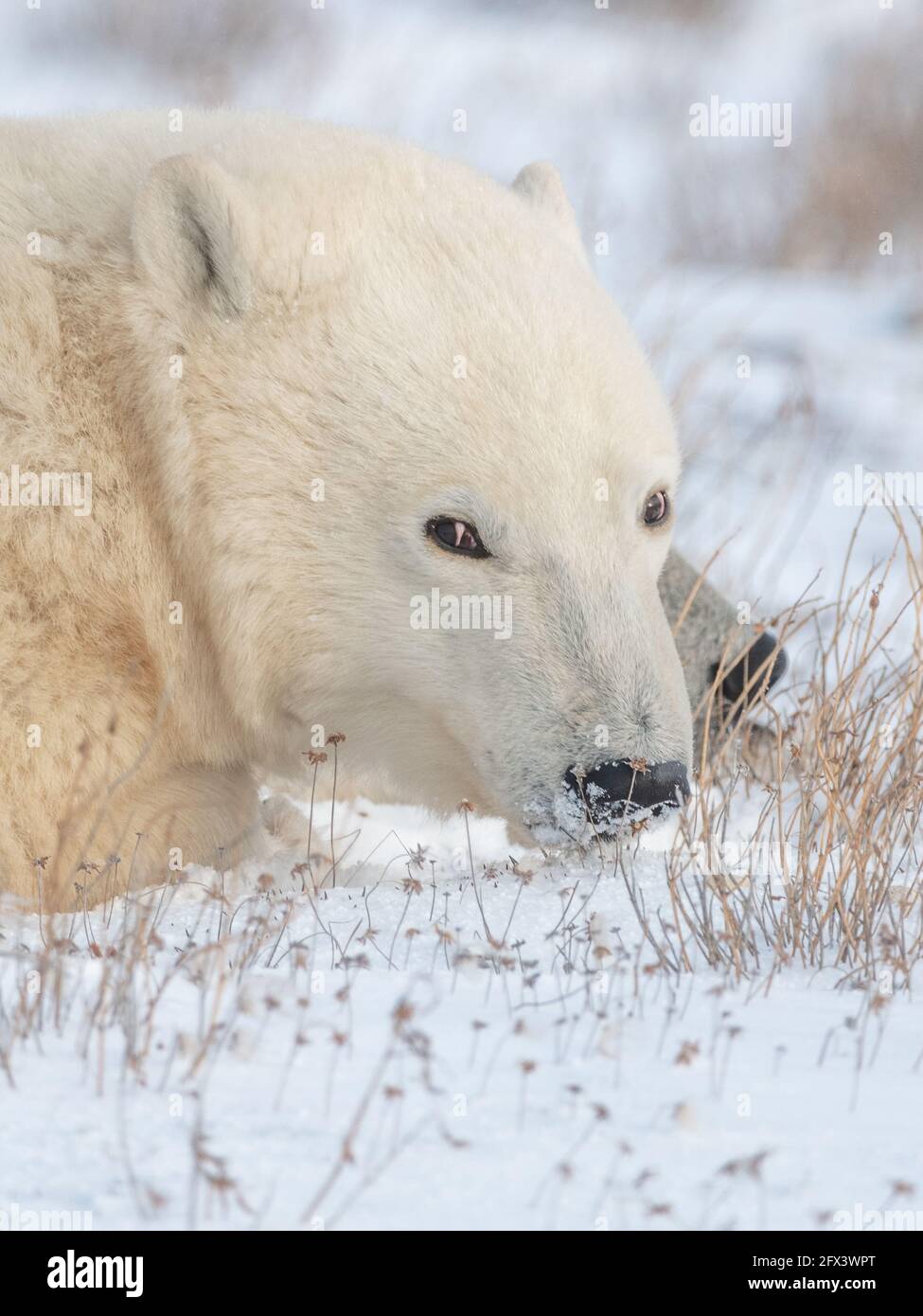 Close up shot of polar bear face looking directly at the camera with snowy surroundings and landscape. Stock Photo
