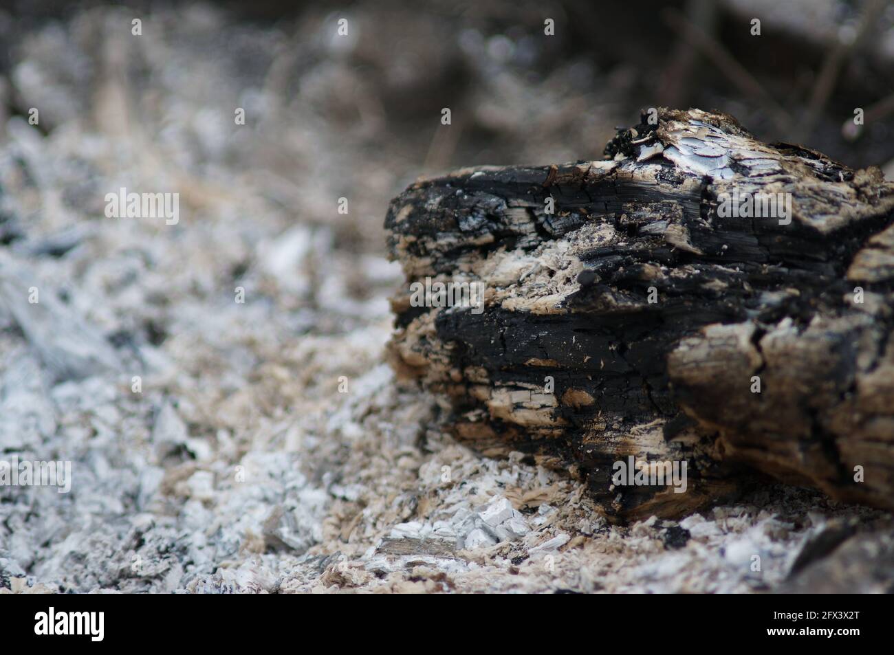 The charred log in the ash Stock Photo