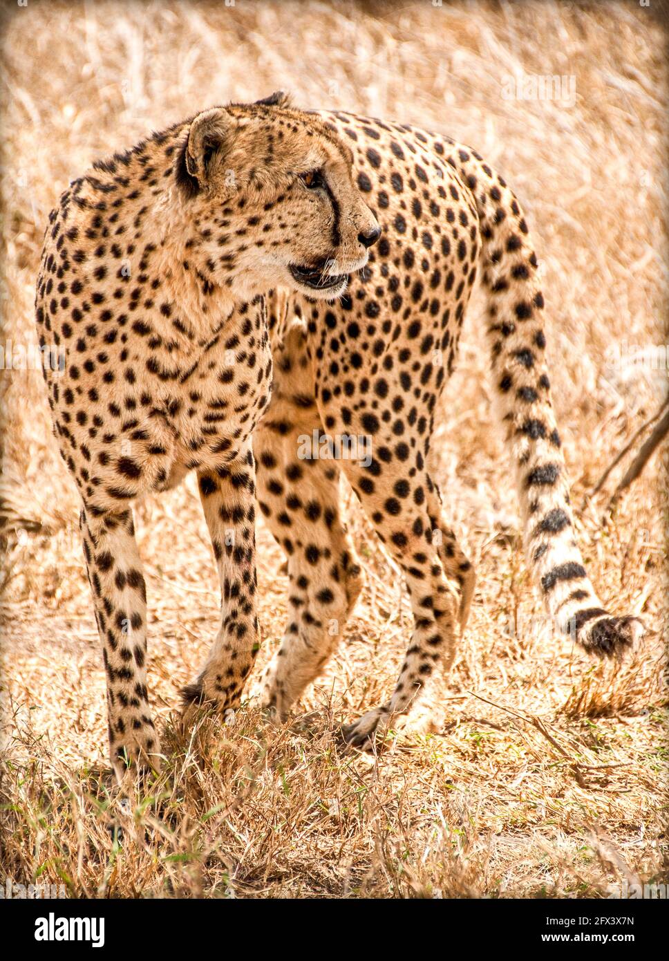 standing cheetah Stock Photo