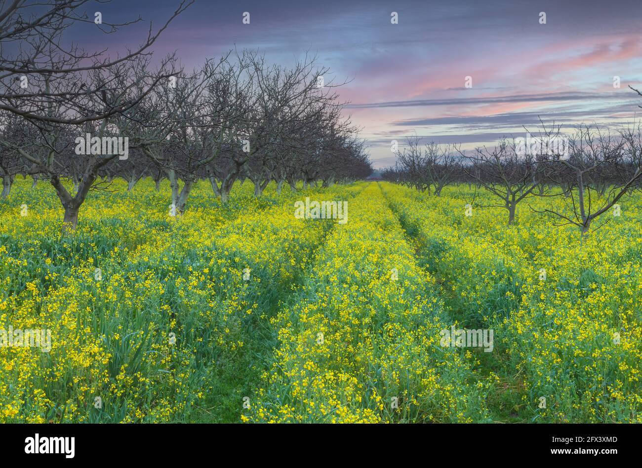 Blooming field mustard at the walnut farm in Gilroy, California, United States, in early spring morning. Stock Photo