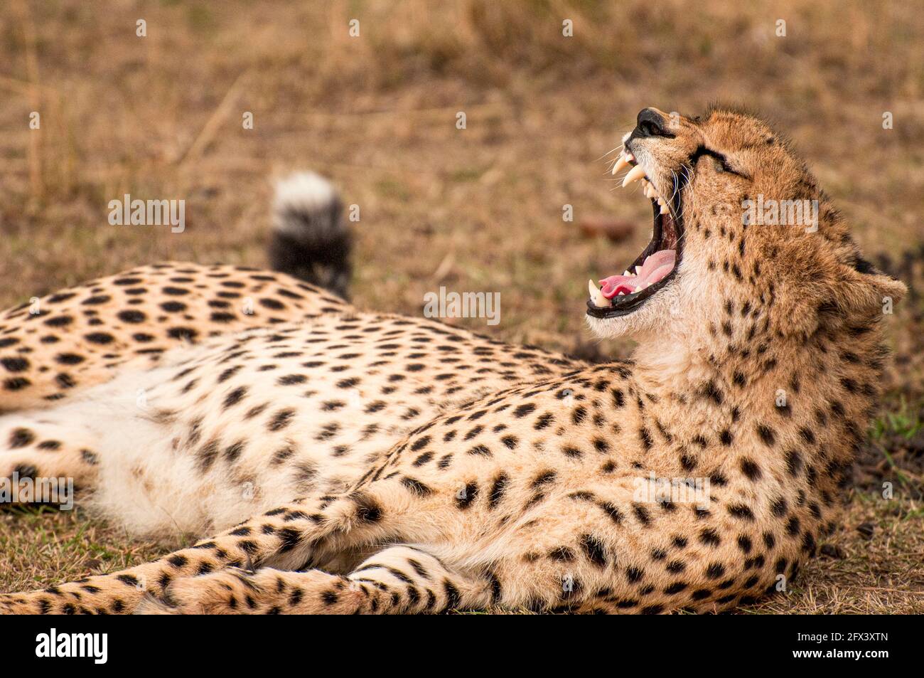 yawning cheetah Stock Photo