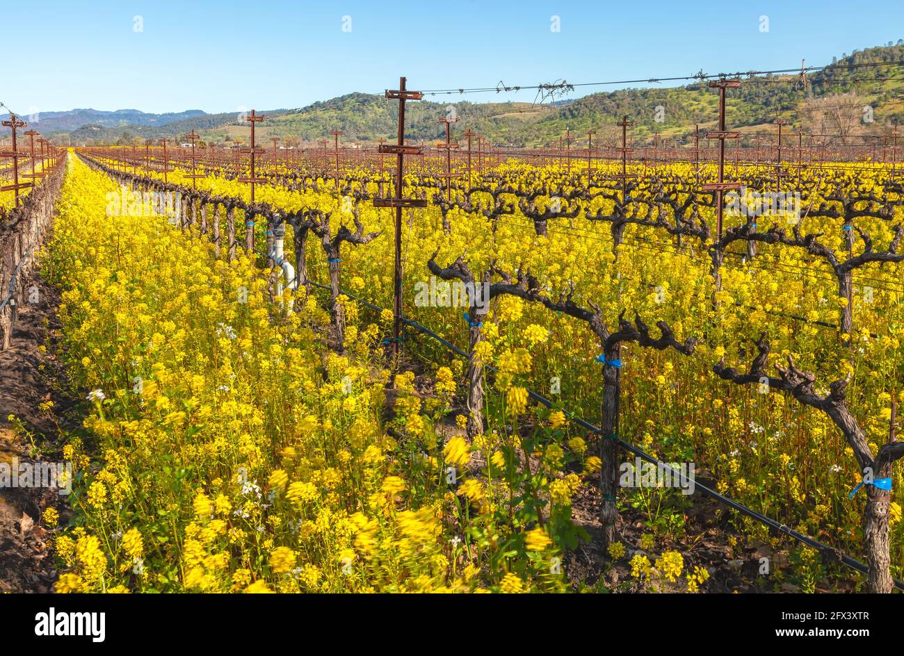 Blooming field mustard and the grapevines in early spring, Napa Valley, California, USA. Stock Photo