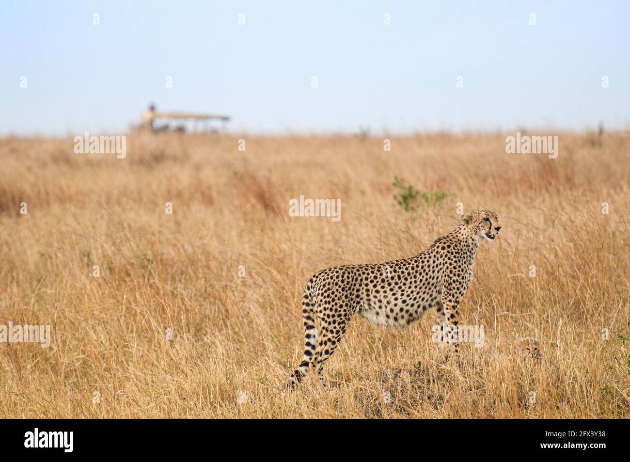mother cheetah with her cub with a safari vehicle in the distance Stock Photo