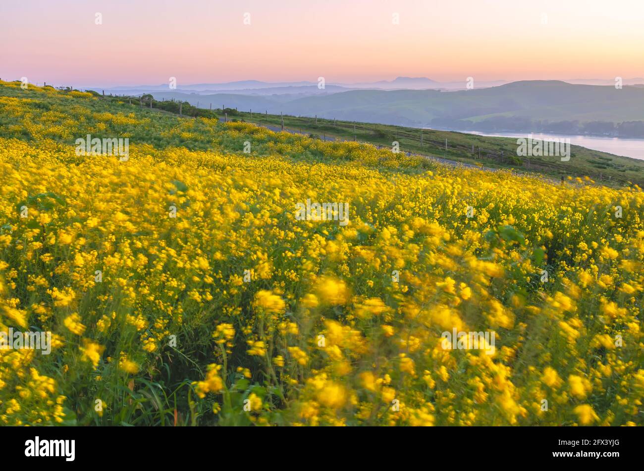 Blooming field mustard Brassica rapa overlooking the Tomales Bay in background in Point Reyes National Seashore, California,USA, on a windy morning. Stock Photo