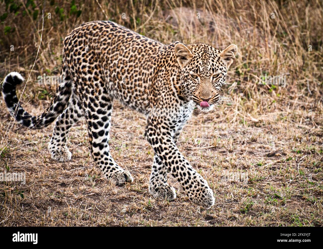 leopard walking forward with tongue licking its mouth Stock Photo