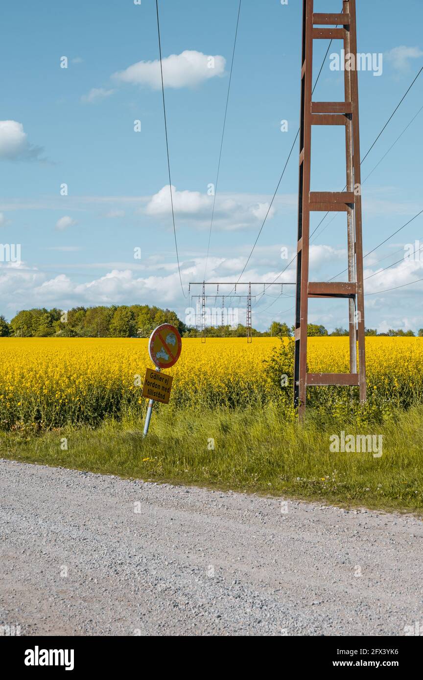 Abandoned power lines runs through farm field of yellow rapeseed canola flowers in Skåne Sweden Stock Photo
