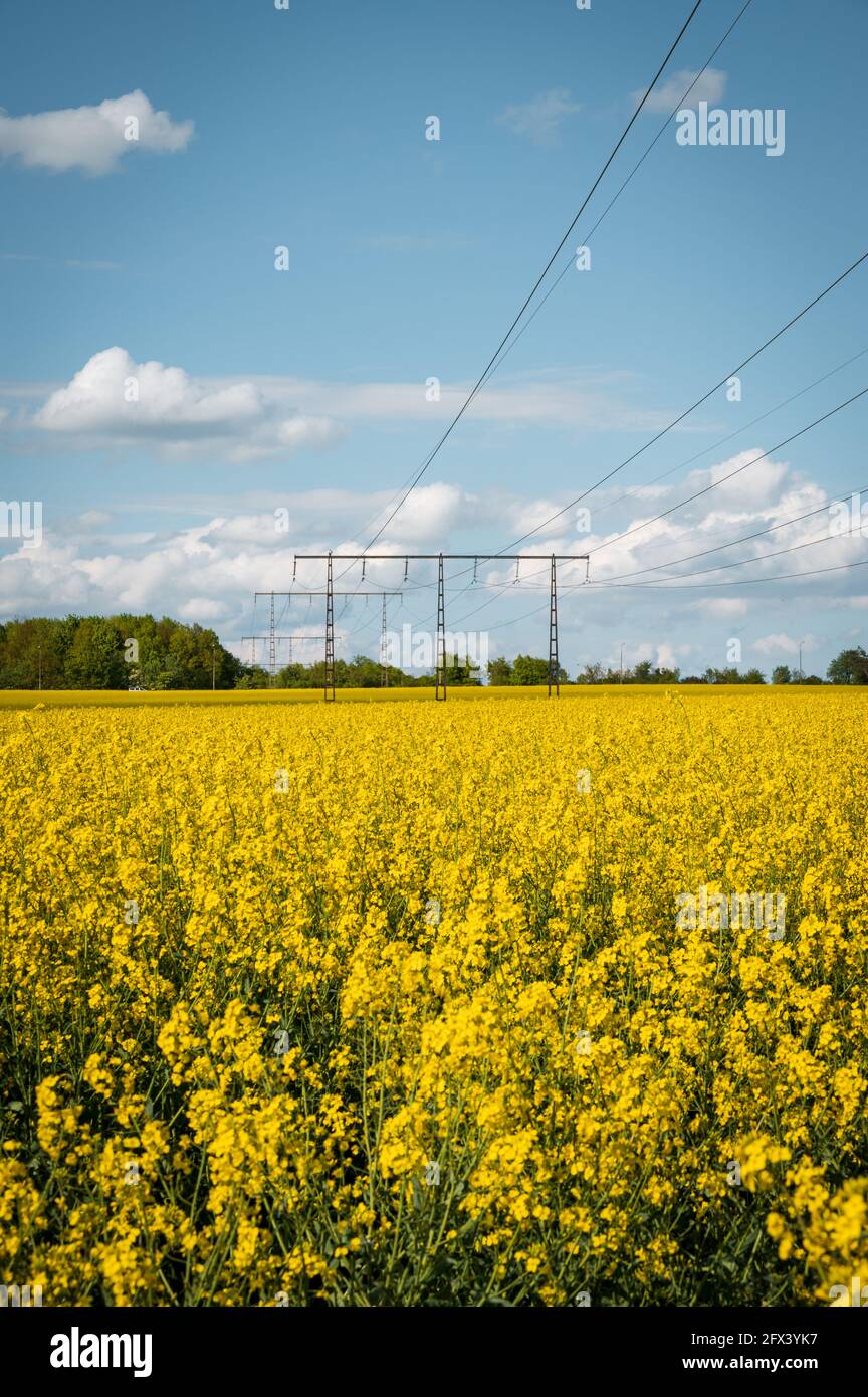 Electricity poles runs through a big farm field of blooming yellow rapeseed canola in flat farmlands of Skåne Sweden Stock Photo