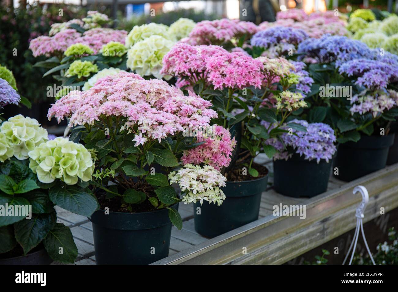 Garden and balcony flowers for sale at garden center or plant shop in Helsinki, Finland Stock Photo