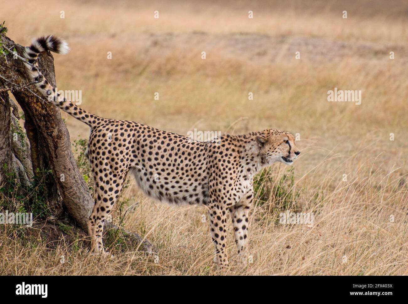 cheetah near a tree Stock Photo