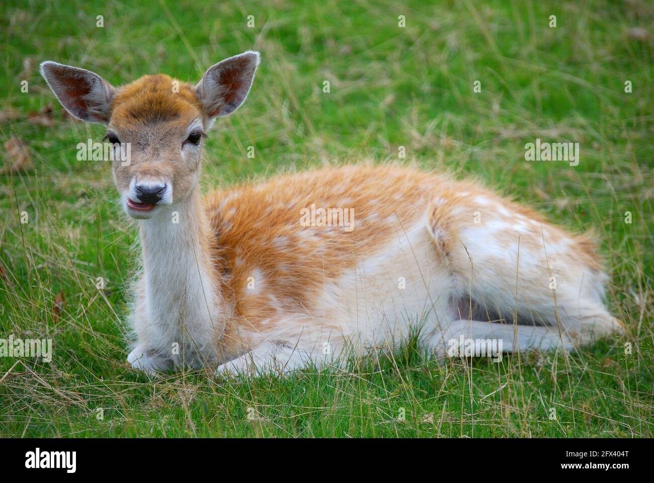 Young Fallow Deer in Bushy Park, Borough of Richmond upon Thames, Greater London, England, United Kingdom Stock Photo
