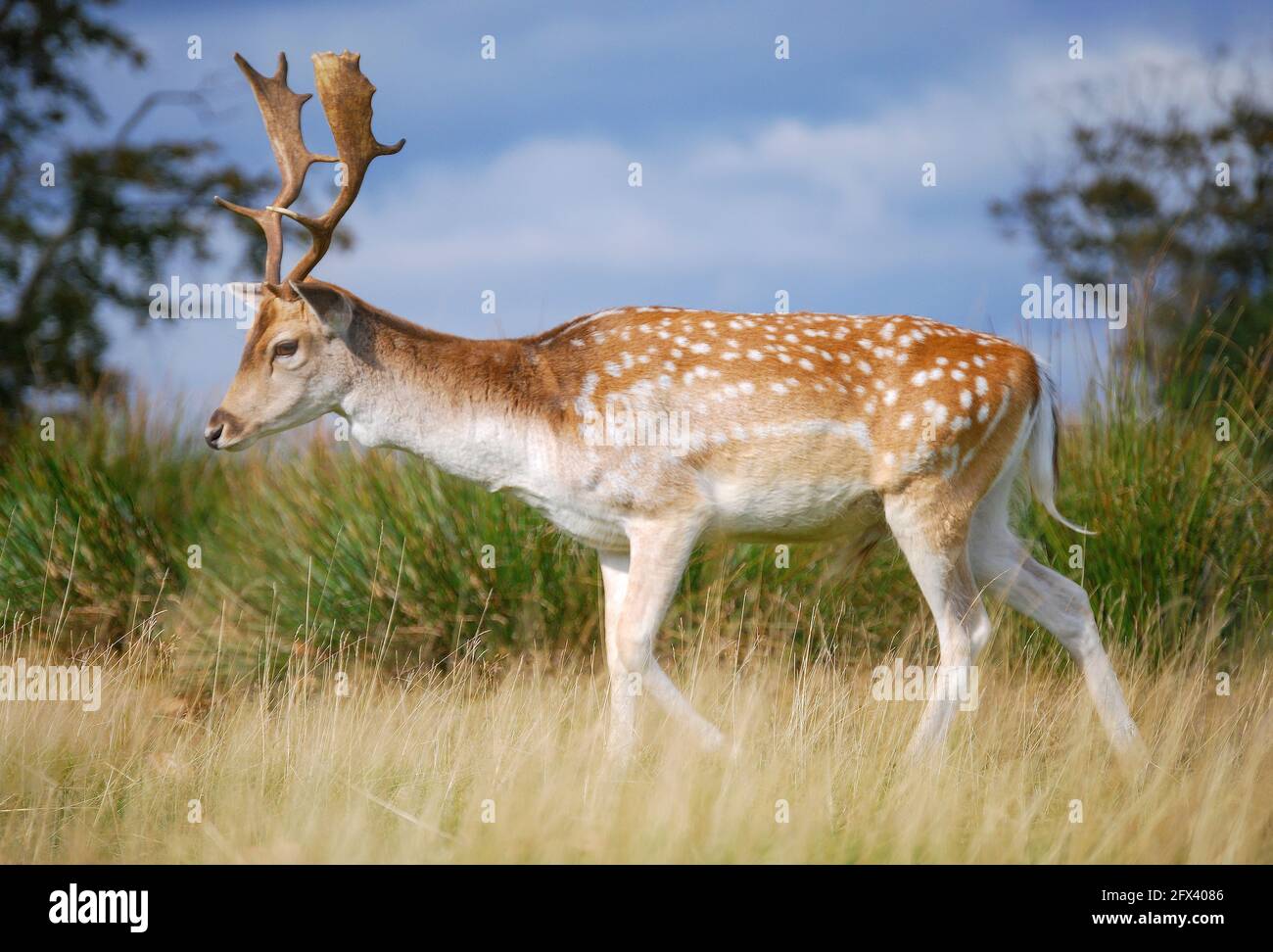 Fallow Deer stags in Bushy Park, Borough of Richmond upon Thames, Greater London, England, United Kingdom Stock Photo