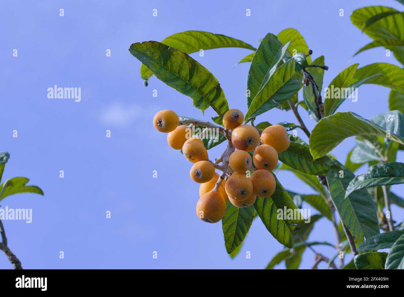 Medlars on a tree branch that are ripe with blue sky in the background and copy space Stock Photo