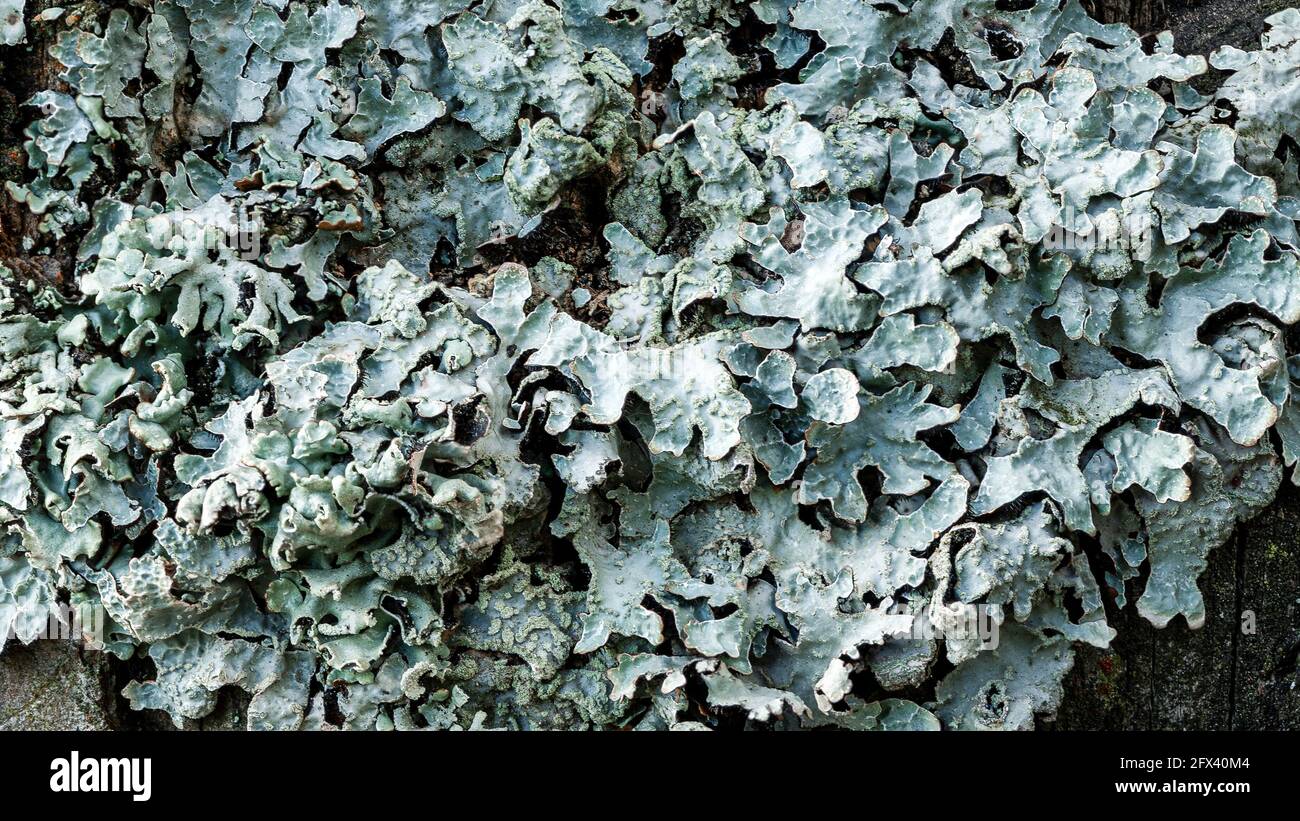 Lichen Parmelia sulcata on an old tree stump in a pine forest, super macro Stock Photo