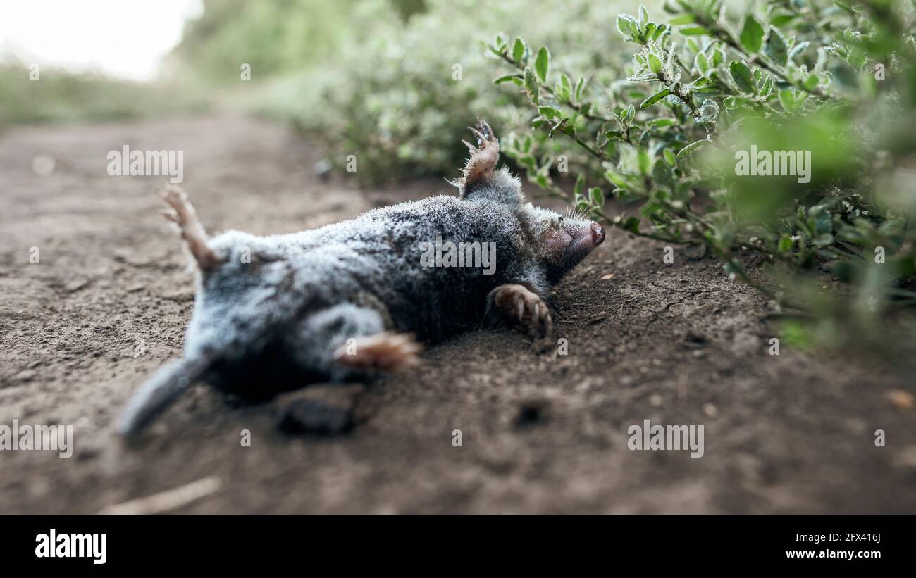 Mole animal tunnel hi-res stock photography and images - Alamy