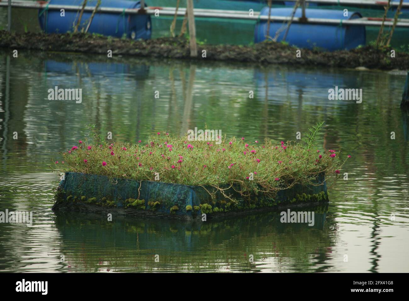 Pond plants with flowers Stock Photo