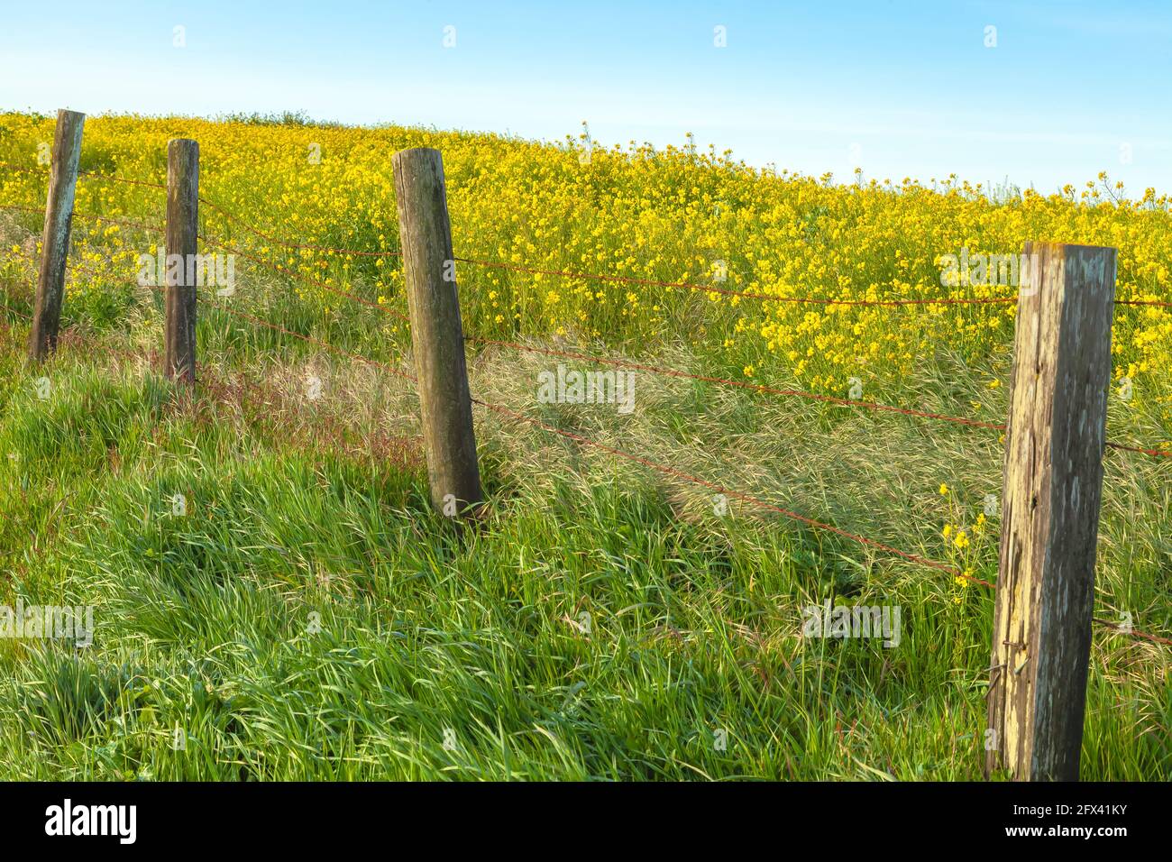 Blooming field mustard Brassica rapa in Point Reyes National Seashore, California,USA, on a windy morning. Stock Photo