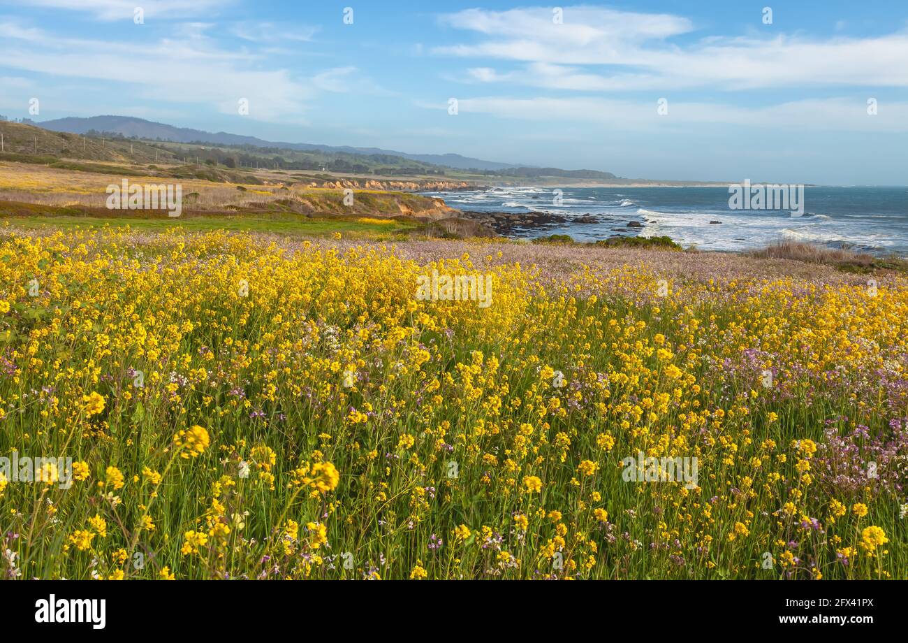 Blooming field mustard Brassica rapa along the California Coastal Highway 1 in San Mateo County, United States, in spring. Stock Photo