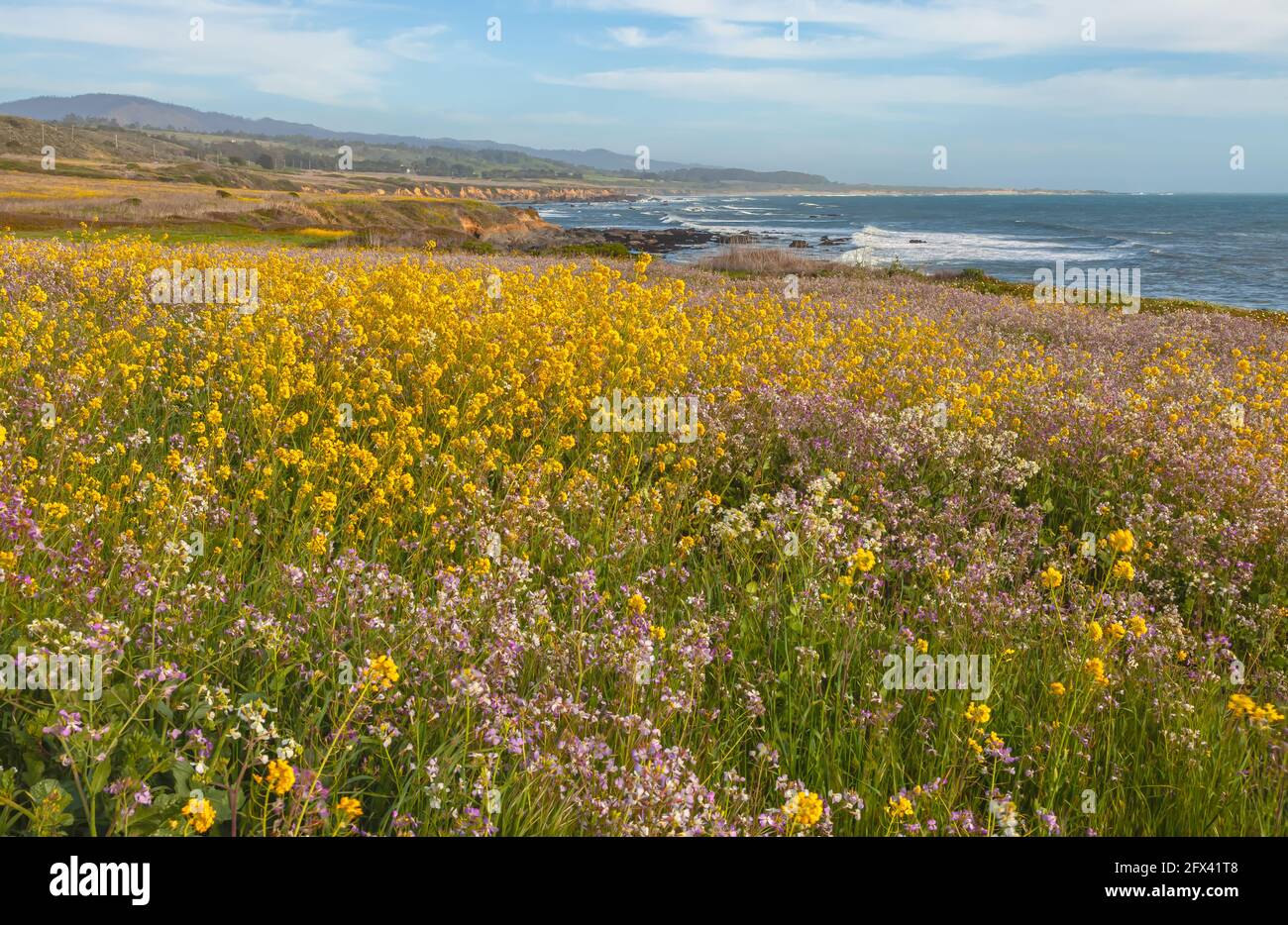 Blooming wildflowers along the California Coastal Highway 1 in San Mateo County, United States, in spring. Stock Photo