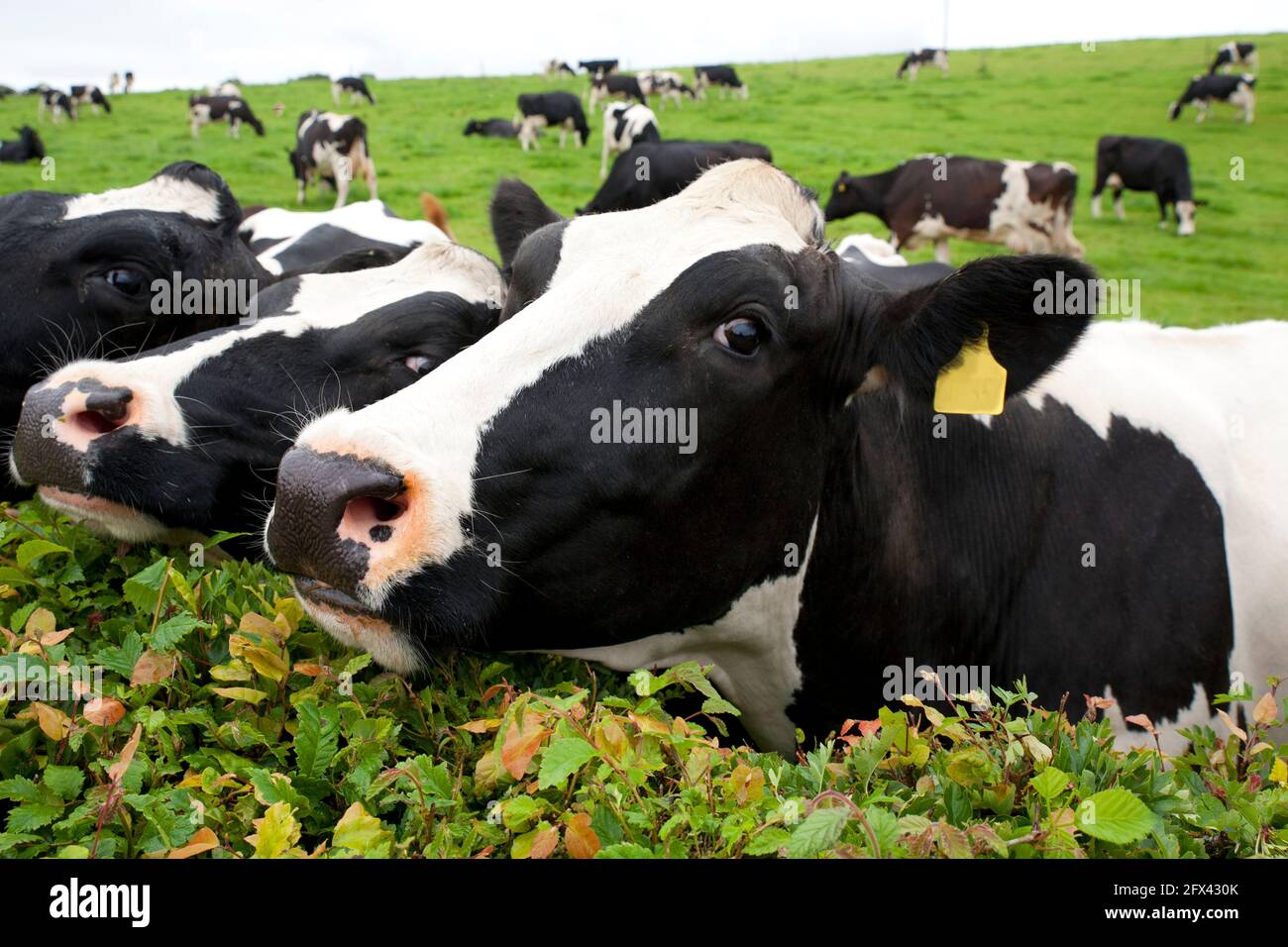A curious spotted cows on a green field. Dairy cattle also called dairy