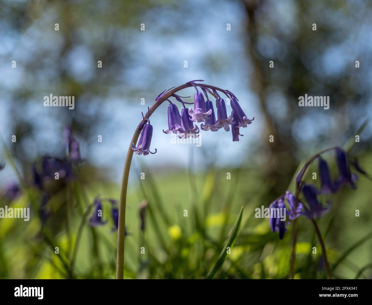 a Single stem of English Bluebells curving hanging shape silhouette echo eiyh backlit bokeh background of sky and trees with grass in foreground Stock Photo