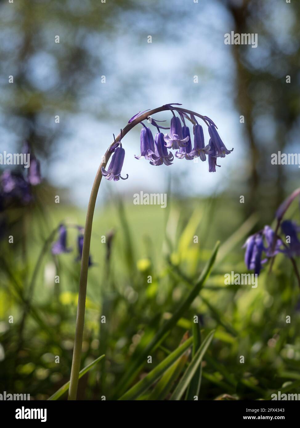 a Single stem of English Bluebells curving hanging shape silhouette echo eiyh backlit bokeh background of sky and trees with grass in foreground Stock Photo