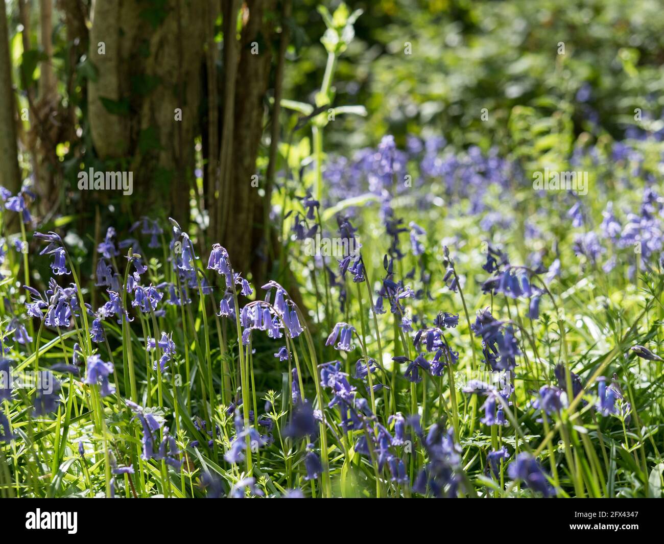 English Bluebells backlit at foot of a tree close up Stock Photo