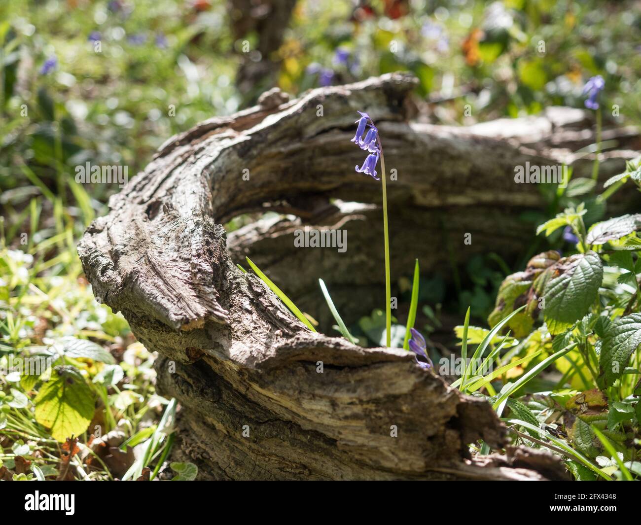 single English Bluebells stem isolated in a curved curving log on forest woodland floor Stock Photo