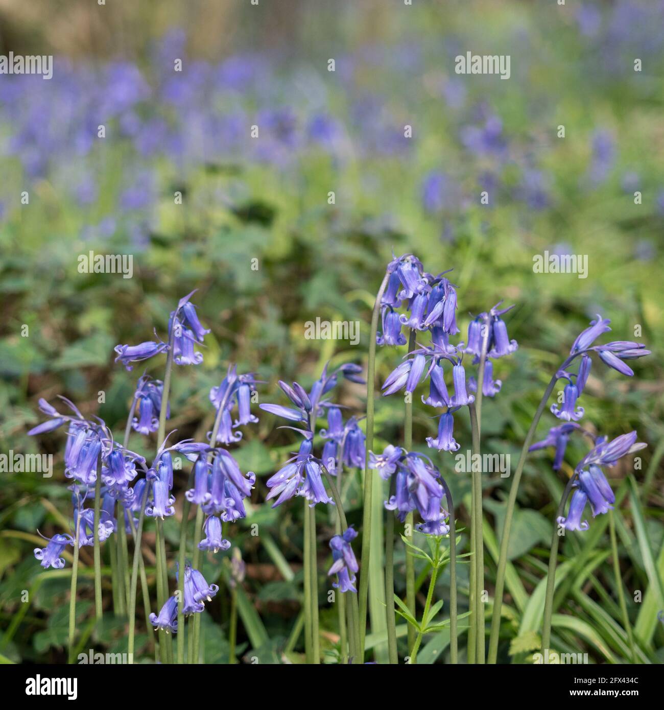 English Bluebells lines layers stripes of green and mauve with bokeh purple violet background Stock Photo