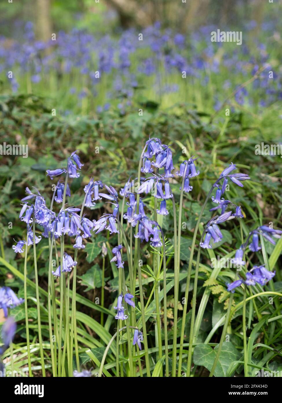 English Bluebells lines layers stripes of green and mauve with bokeh purple violet background Stock Photo
