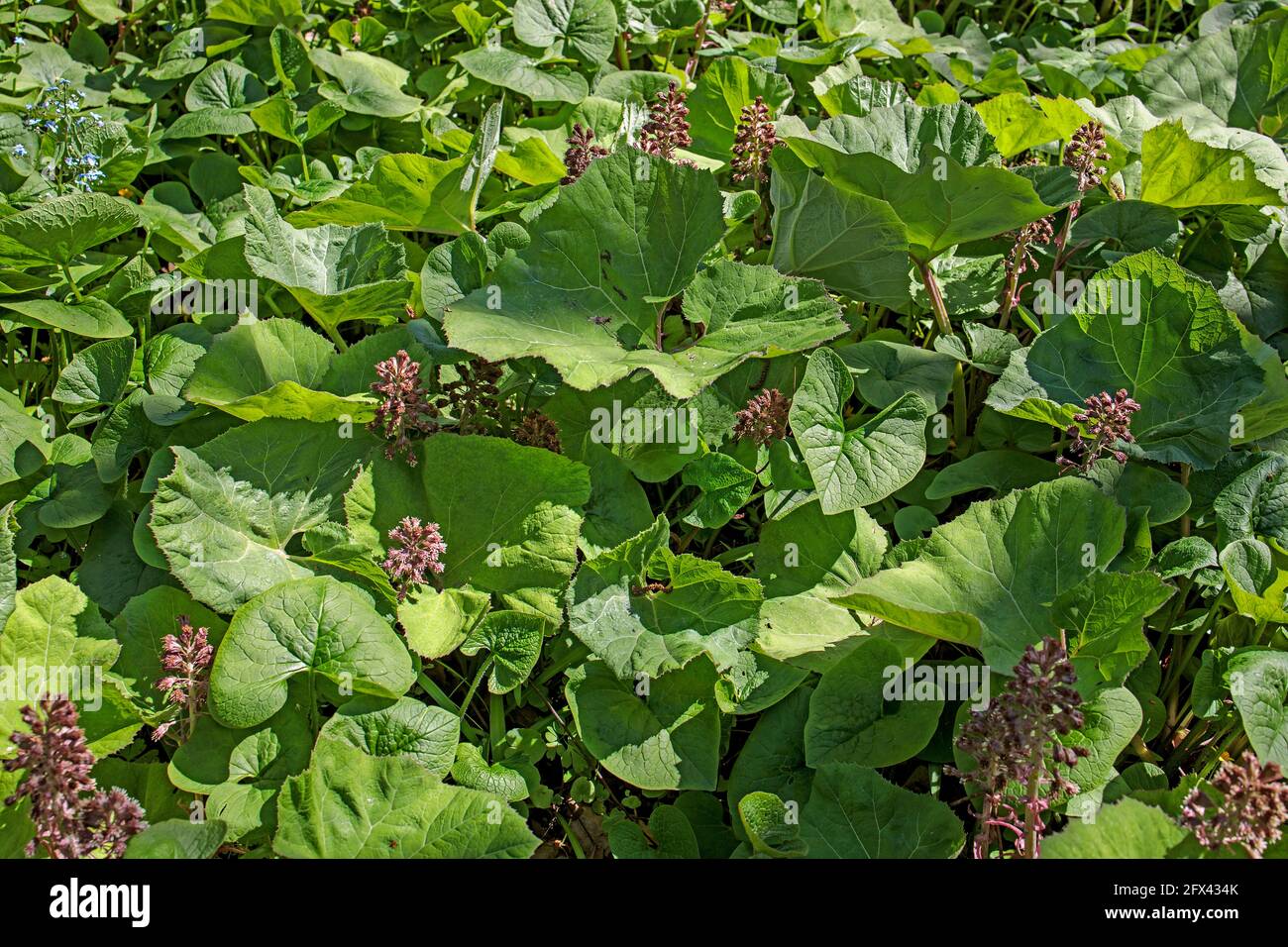 leaves of butterbur or pestilence wort. Petasites hybridus, the butterbur, is a herbaceous perennial flowering plant in the daisy family Asteraceae, n Stock Photo