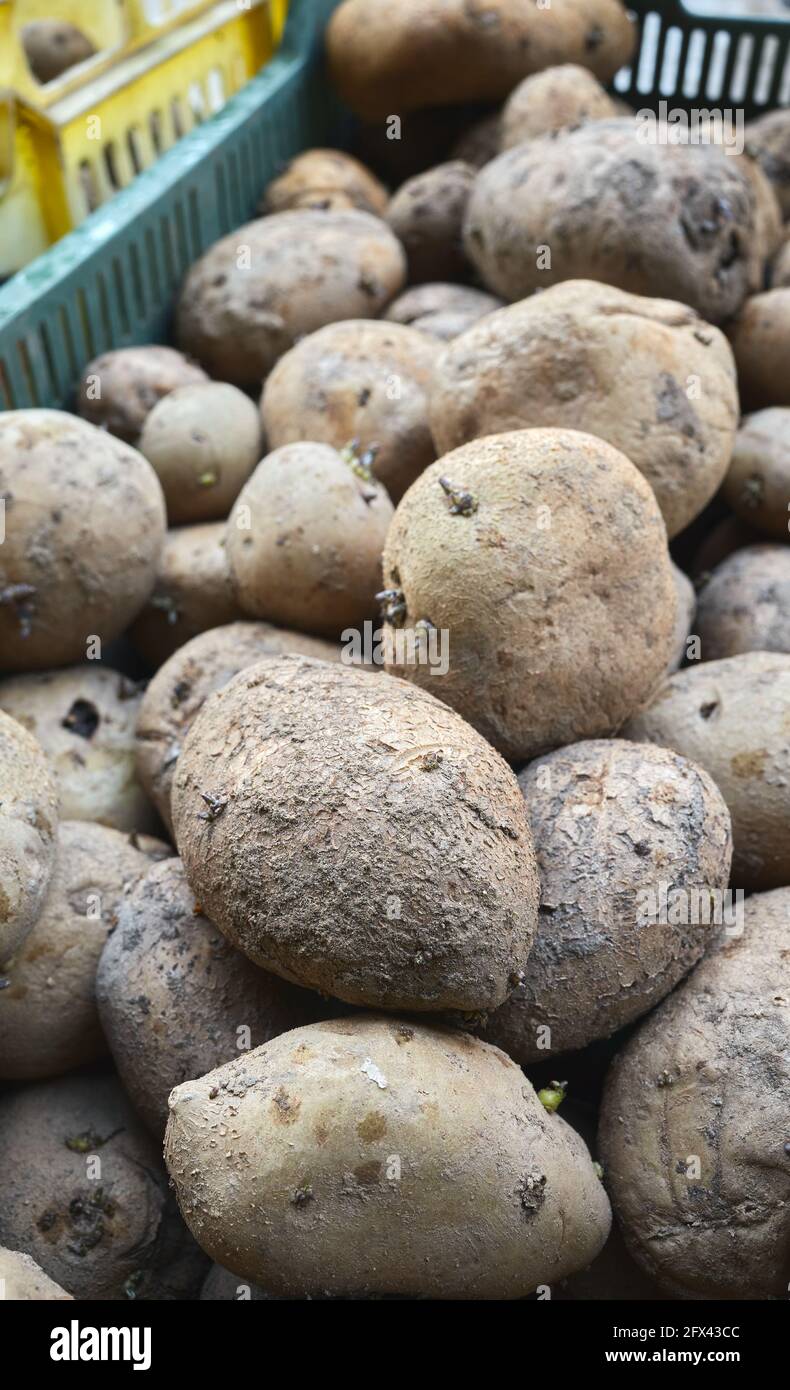 Close up picture of bad potatoes, selective focus. Stock Photo