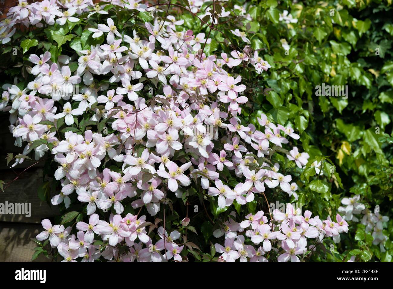 Pink clematis montana flowering in an english cottage garden - Reading, Berkshire, England, UK Stock Photo