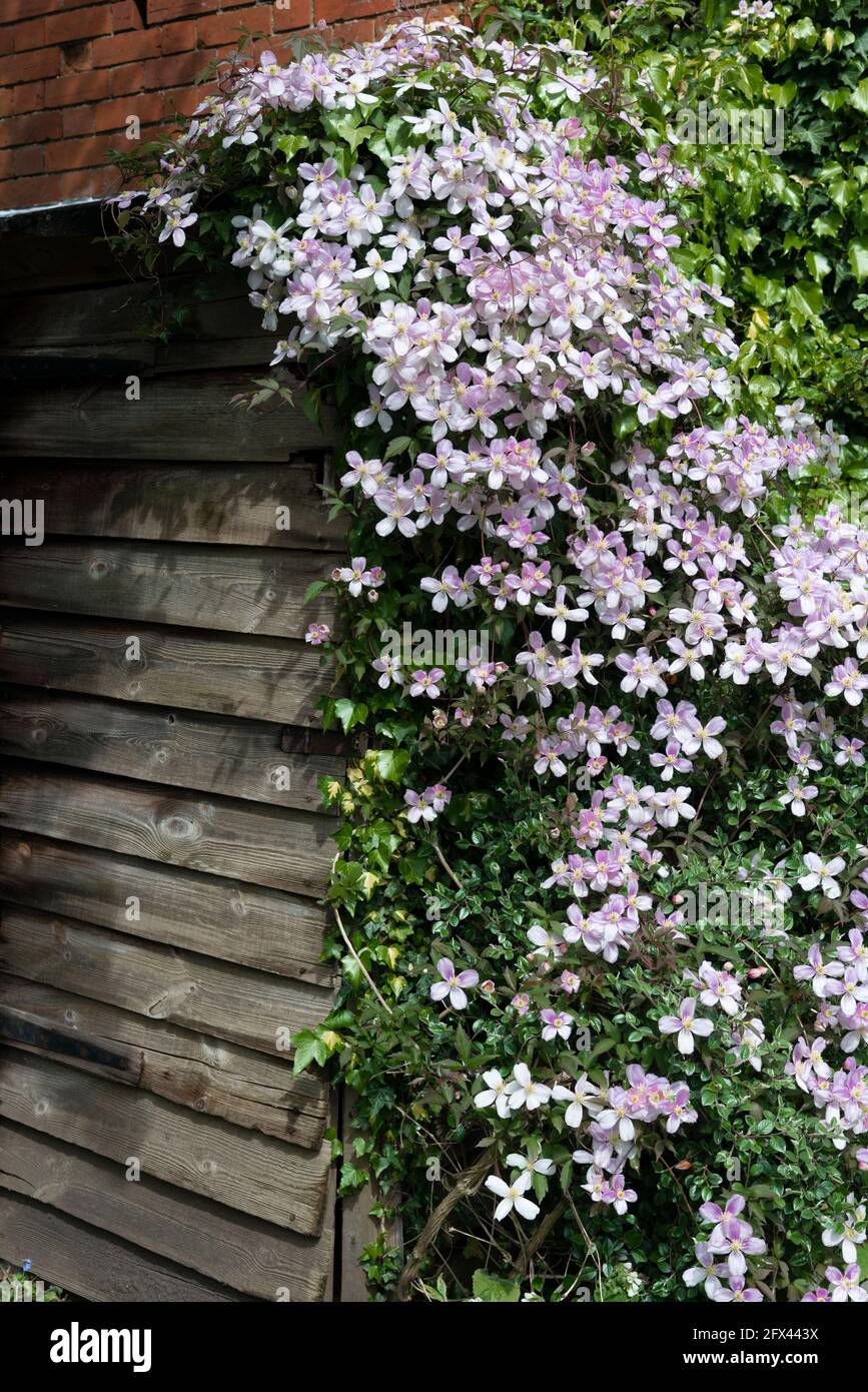 Pink clematis montana flowering over a garden shed in an english cottage garden - Reading, Berkshire, England, UK Stock Photo