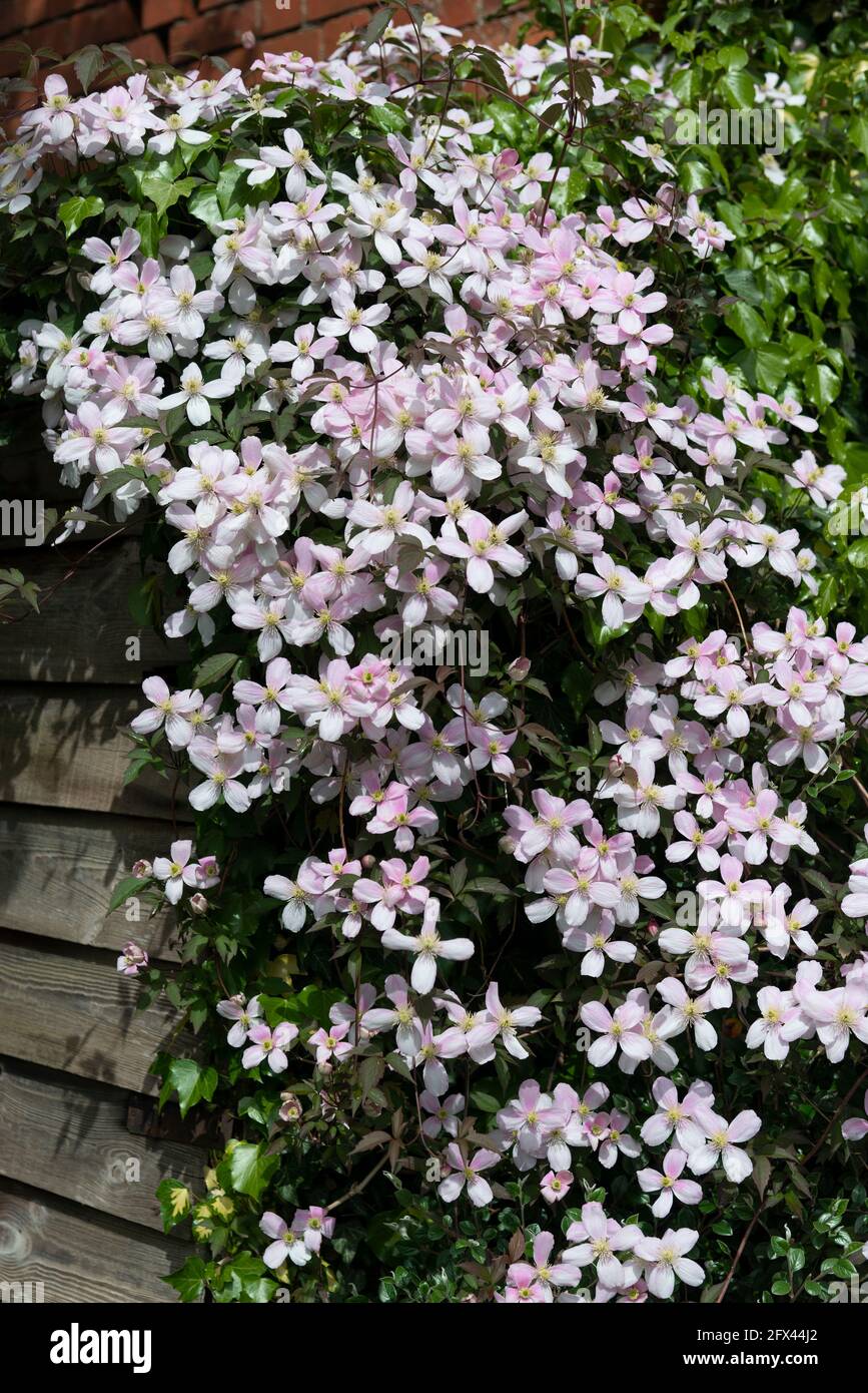 Pink clematis montana flowering over a garden shed in an english cottage garden - Reading, Berkshire, England, UK Stock Photo