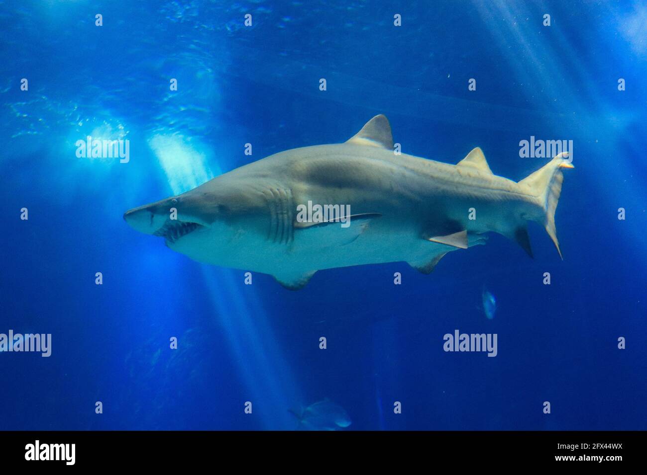 Shark posing in the deep blue water Stock Photo