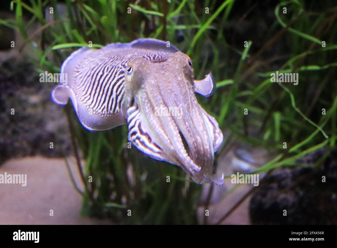 Bright Cuttlefish swimming in their habitat. Underwater view Stock ...