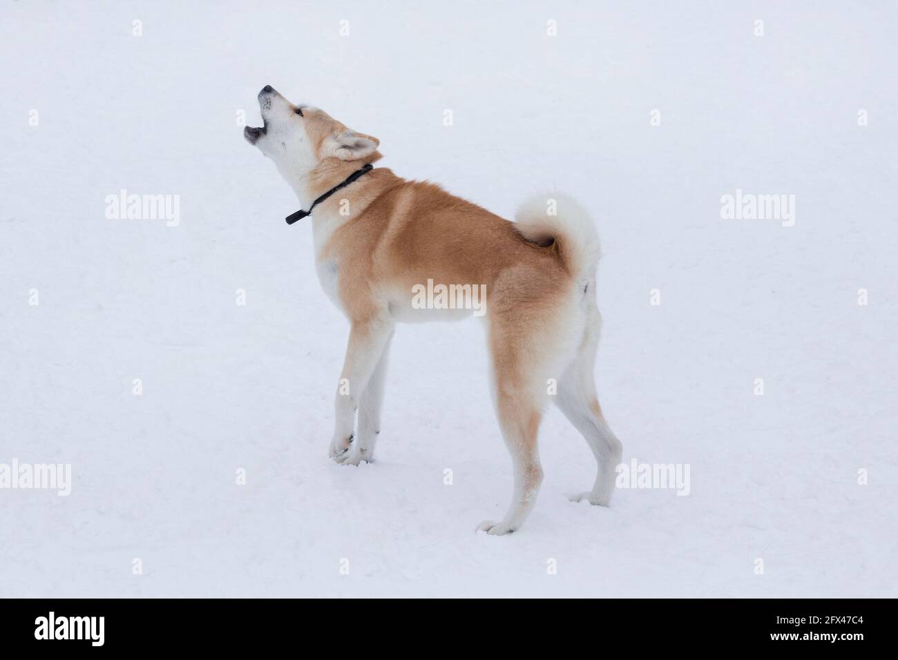 Cute akita inu puppy is barking in the winter park. Japanese akita or