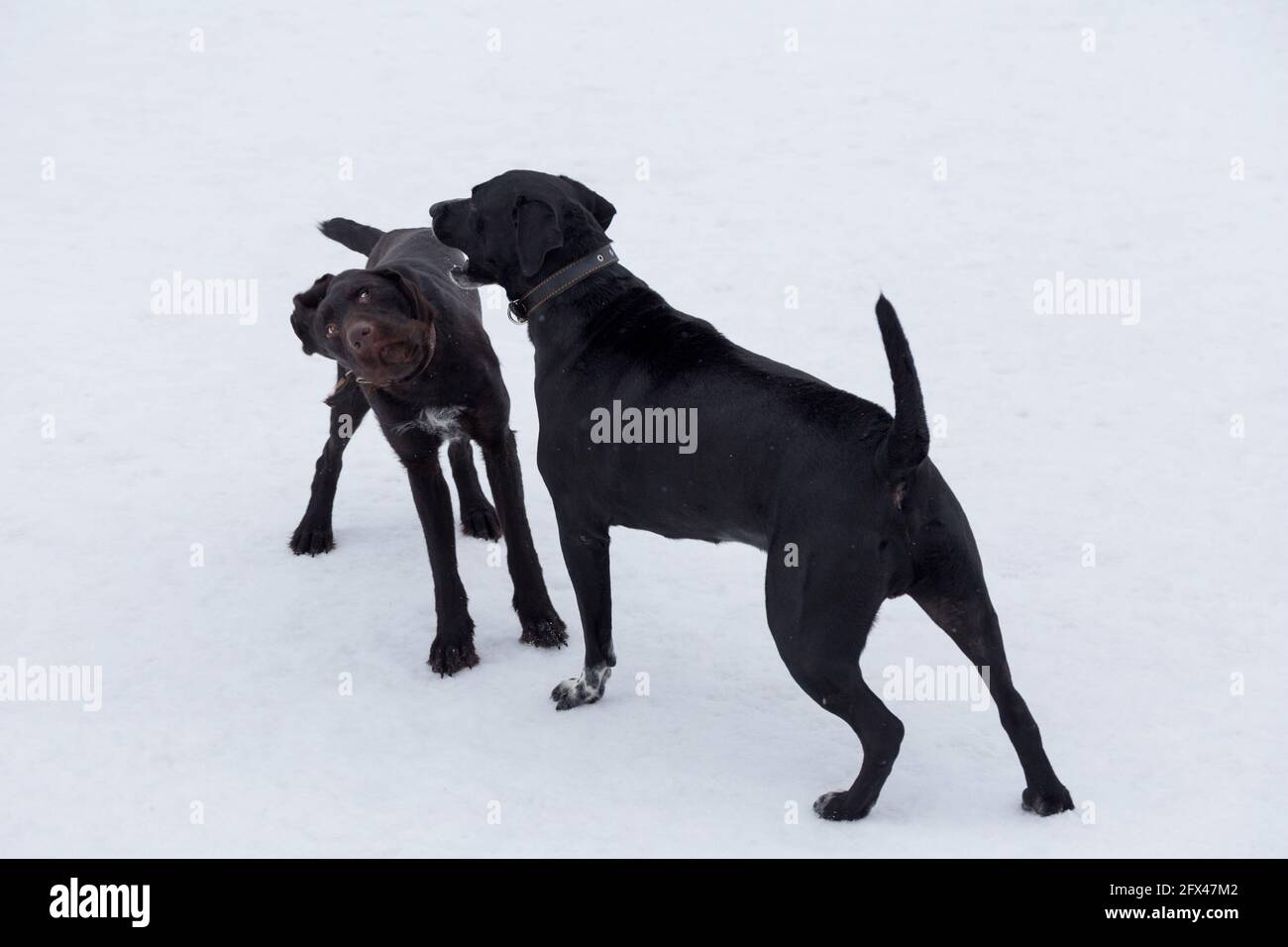 Italian mastiff puppy and deutsch drahthaar are playing in the winter park. Pet animals. Purebred dog. Stock Photo