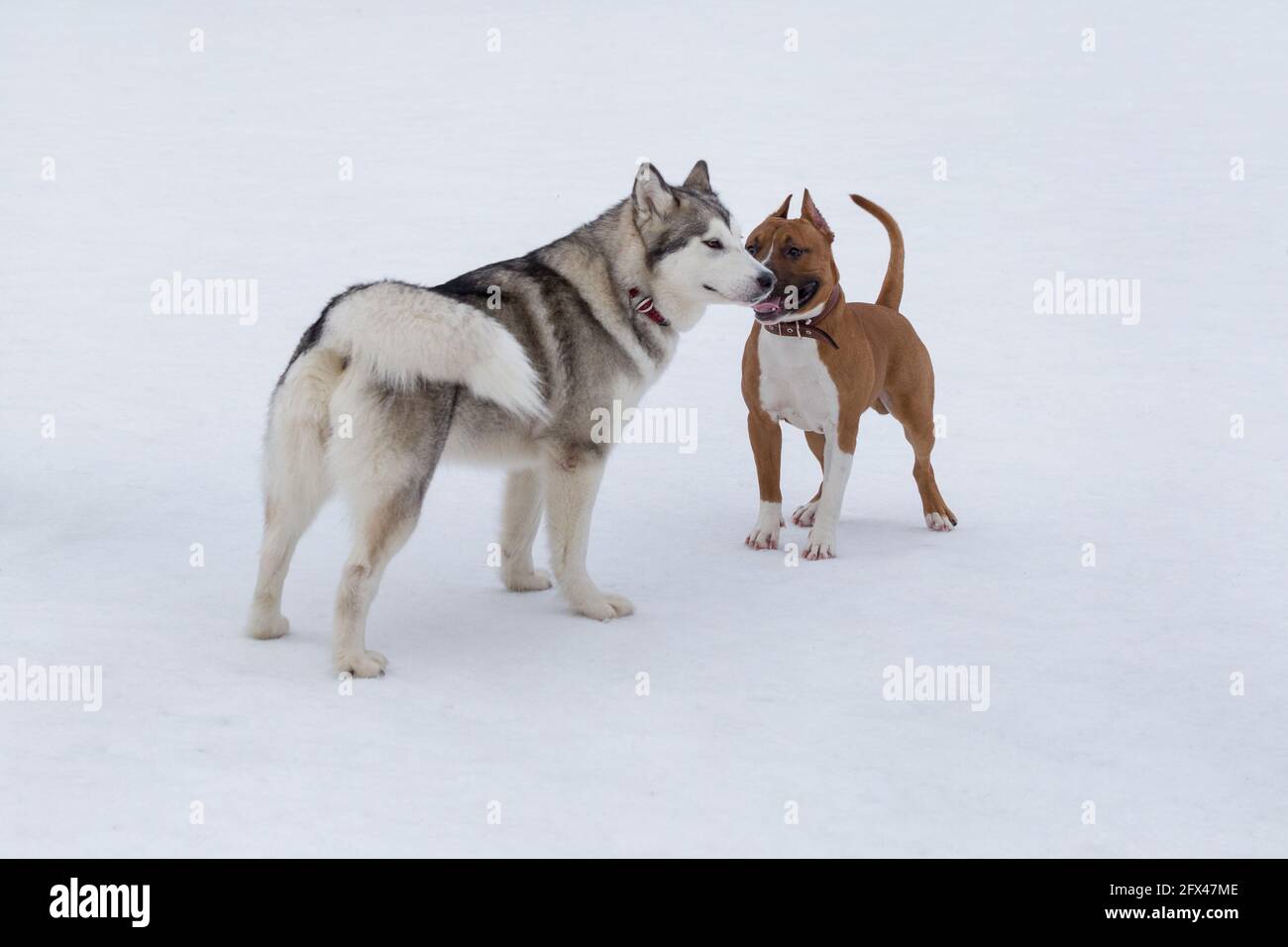 White american hot sale husky