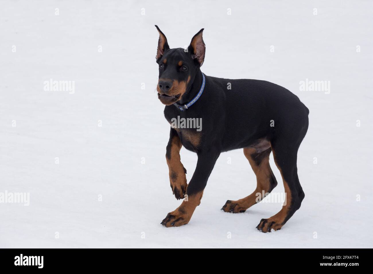Cute Doberman Pinscher Puppy Is Standing On A White Snow In The Winter Park Three Month Old Pet Animals Purebred Dog Stock Photo Alamy