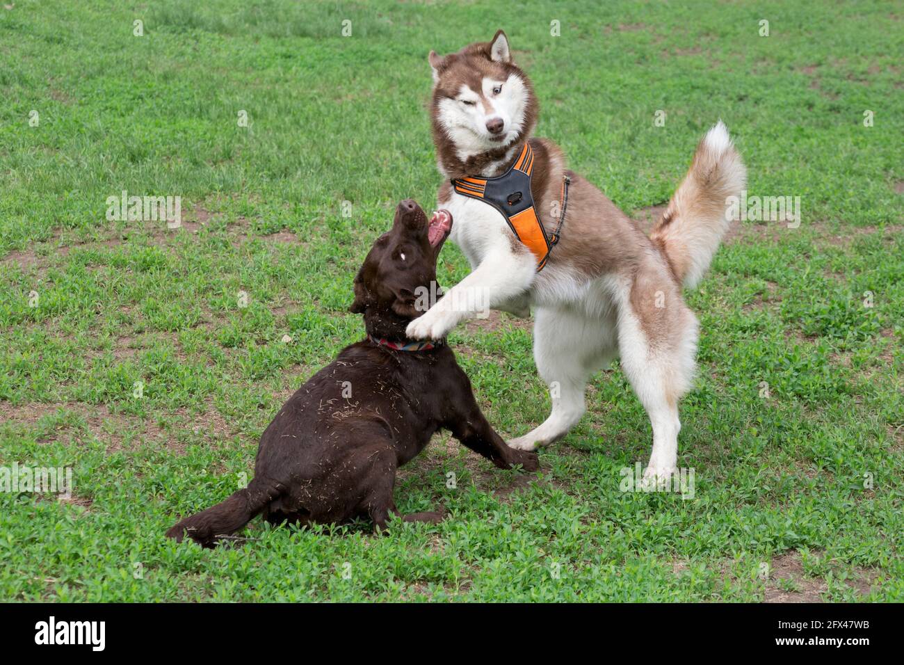 Red and white siberian husky and labrador retriever puppy are playing on a green grass in the summer park. Pet animals. Purebred dog. Stock Photo