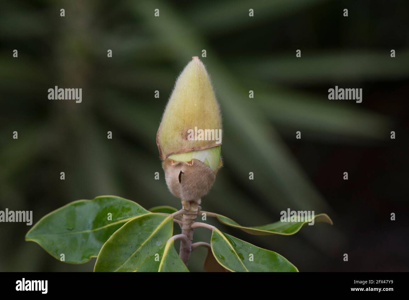 Flower bud before opening of Southern magnolia or bull bay, Magnolia