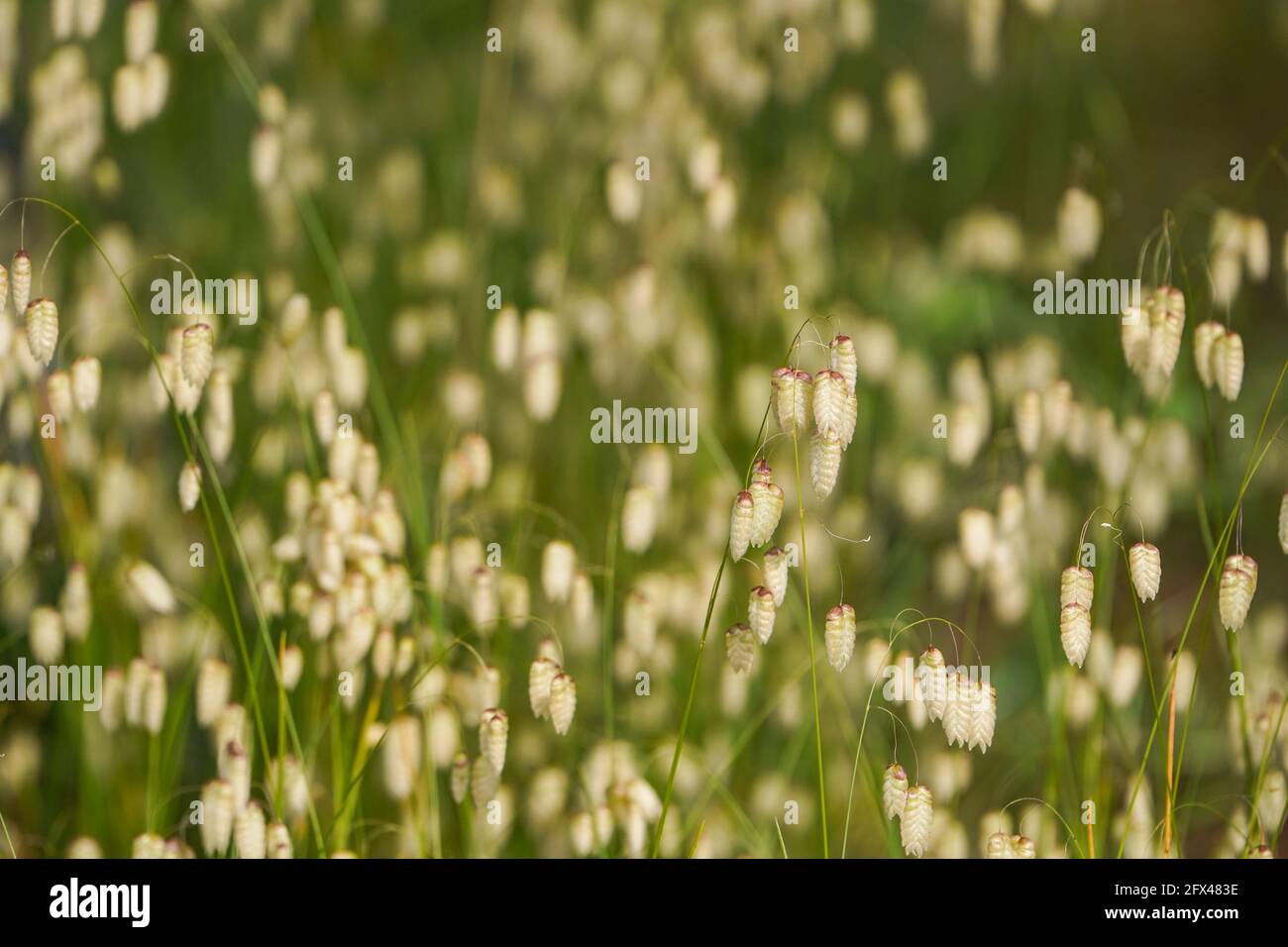 Briza maxima, quaking grass, Spain. Stock Photo