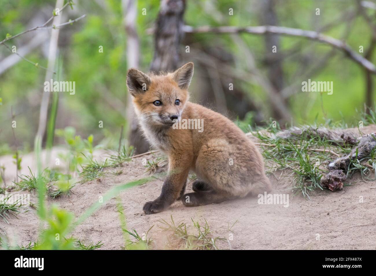 cute baby red foxes