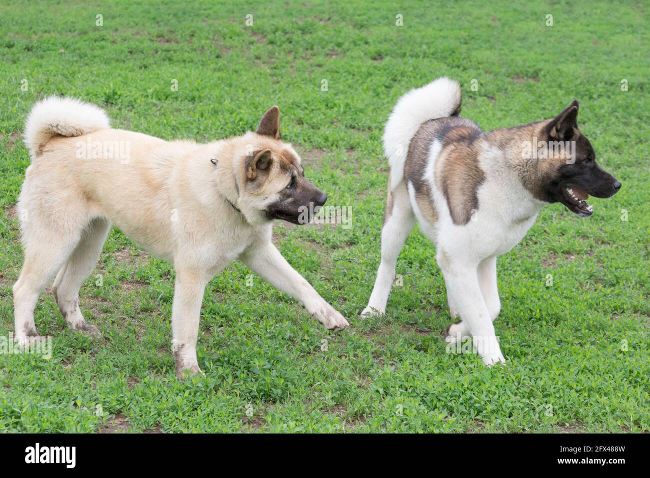 Two american akita puppies are playing on a green grass in the summer park. Pet animals. Purebred dog. Stock Photo
